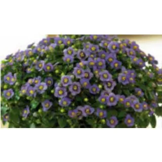 Compra VIOLETA PERSA ROYAL DANE AZUL Pildorada (1000 Semillas). en la tienda online Fito Agrícola