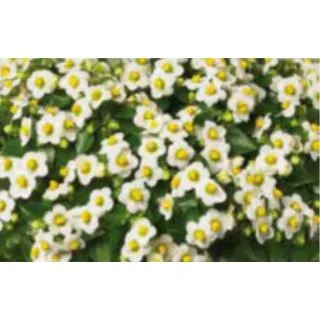 Compra VIOLETA PERSA ROYAL DANE BLANCA Pildorada (1000 Semillas). en la tienda online Fito Agrícola