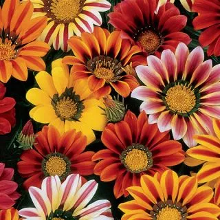 Compra GAZANIA SUNSHINE MIX (10 gr.). en la tienda online Fito Agrícola