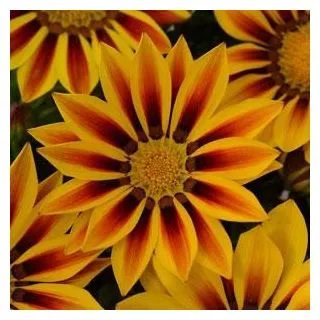 Compra GAZANIA NEW DAY ® RED STRIPE F1 (1000 Semillas). en la tienda online Fito Agrícola