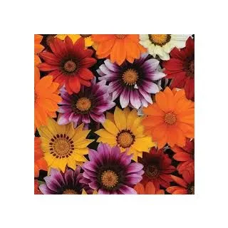 Compra GAZANIA NEW DAY ® MIX F1 (1000 Semillas). en la tienda online Fito Agrícola