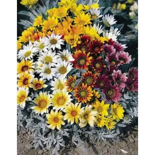 Compra GAZANIA TALENT® MIX F1 (1000 Semillas). en la tienda online Fito Agrícola