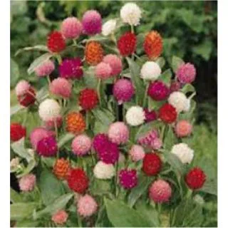 Compra AMARANTO GLOBOSO BUDDY MIX (1.000 Semillas) en la tienda online Fito Agrícola