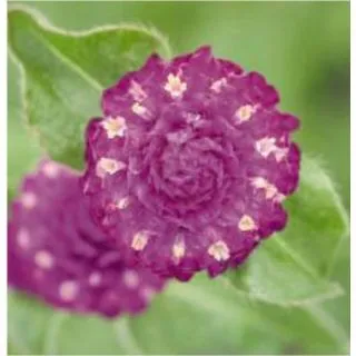 Compra AMARANTO GLOBOSO LAS VEGAS PURPLE (1.000 Semillas) en la tienda online Fito Agrícola