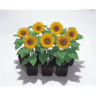 Compra GIRASOL BIG SMILE (1.000 Semillas). en la tienda online Fito Agrícola