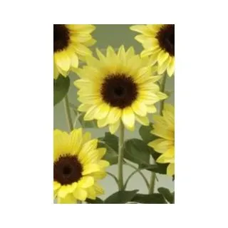 Compra GIRASOL SUNRICH® SUMMER LIMONCELLO F1 (1000 Semillas). en la tienda online Fito Agrícola