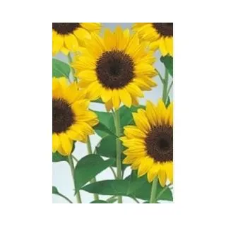 Compra GIRASOL PREMIER LEMON F1 (1000 Semillas). en la tienda online Fito Agrícola