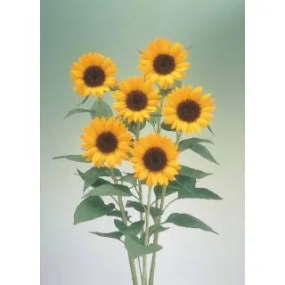 Compra GIRASOL PREMIER ORANGE F1 (1000 Semillas). en la tienda online Fito Agrícola