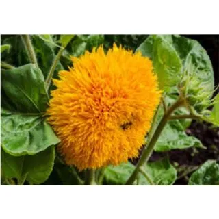 Compra GIRASOL TEDDY BEAR (100 gr.). en la tienda online Fito Agrícola