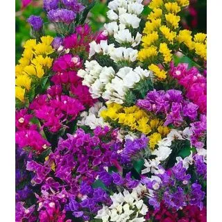 Compra ESTATICE PACIFIC MIX (25 gr.). en la tienda online Fito Agrícola