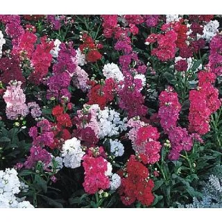 Compra ALHELÍ JAZZ MIX (1.000 Semillas) en la tienda online Fito Agrícola