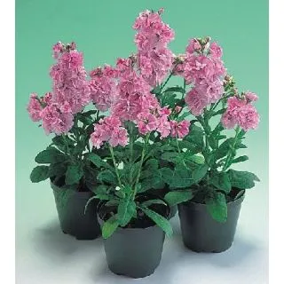 Compra ALHELÍ JAZZ ROSA (1.000 Semillas) en la tienda online Fito Agrícola