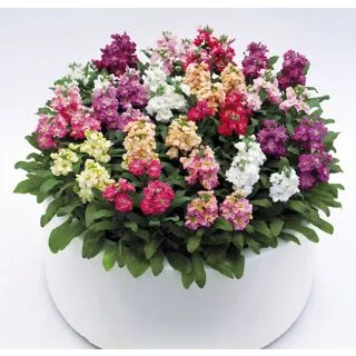 Compra ALHELÍ CINDERELLA MIX (1.000 Semillas) en la tienda online Fito Agrícola