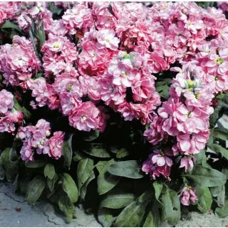 Compra ALHELÍ CINDERELLA ROSA (1.000 Semillas) en la tienda online Fito Agrícola