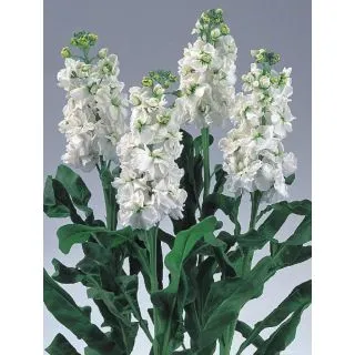 Compra ALHELÍ NOBLE BLANCO PURO (1.000 Semillas) en la tienda online Fito Agrícola