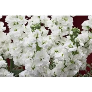 Compra ALHELÍ CANNETO WHITE (1.000 Semillas) en la tienda online Fito Agrícola