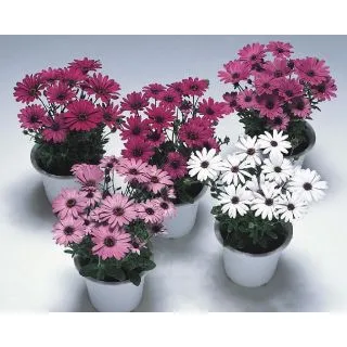 Compra OSTEOSPERMUM PASSION MIX (1.000 Semillas) en la tienda online Fito Agrícola