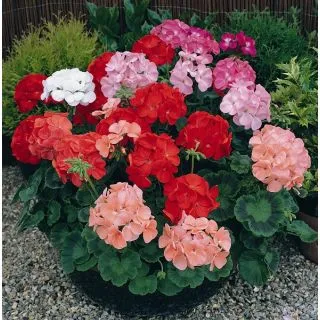 Compra PELARGONIUM (GERANIO) BORDER MIX F1 (1000 Semillas). en la tienda online Fito Agrícola