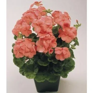 Compra PELARGONIUM (GERANIO) BORDER SALMON F1 (1000 Semillas). en la tienda online Fito Agrícola