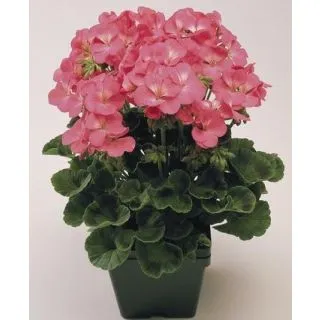 Compra PELARGONIUM (GERANIO) BORDER ROSA F1 (1000 Semillas). en la tienda online Fito Agrícola