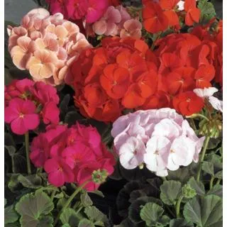Compra PELARGONIUM (GERANIO) COLORAMA MIX F2 (1000 Semillas). en la tienda online Fito Agrícola