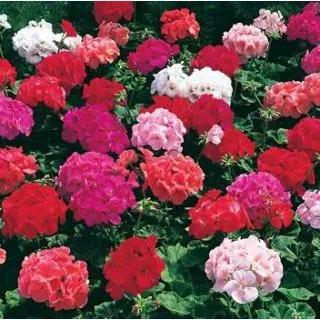 Compra PELARGONIUM (GERANIO) MARA MIX F1 (1000 Semillas). en la tienda online Fito Agrícola