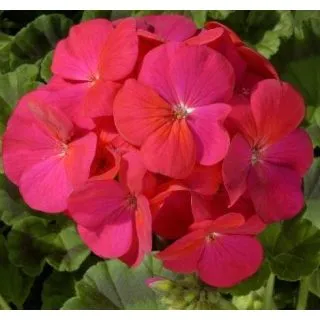 Compra PELARGONIUM (GERANIO) MARA ROJO F1 (1000 Semillas). en la tienda online Fito Agrícola