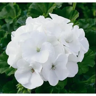 Compra PELARGONIUM (GERANIO) MARA BLANCO F1 (1000 Semillas). en la tienda online Fito Agrícola