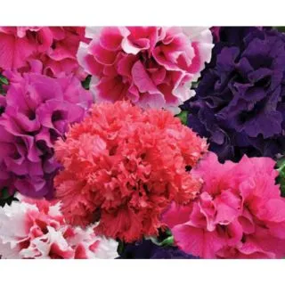 Compra PETUNIA BARINGO MIX F1 Pildorada (1000 Semillas). en la tienda online Fito Agrícola