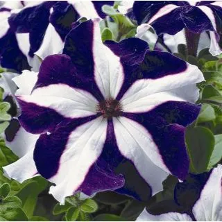 Compra PETUNIA BOGORIA AZUL STAR F1 Pildorada (1000 Semillas). en la tienda online Fito Agrícola