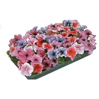 Compra PETUNIA DADDY® MIX F1 Pildorada (1000 Semillas). en la tienda online Fito Agrícola