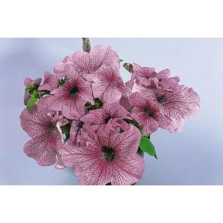 Compra PETUNIA DADDY® ORCHID F1 Pildorada (1000 Semillas). en la tienda online Fito Agrícola