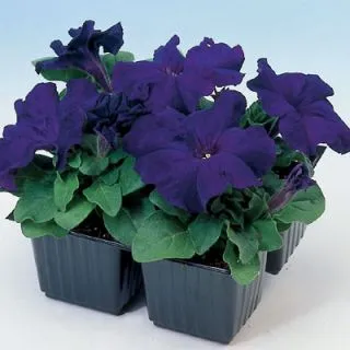 Compra PETUNIA LIMBO AZUL F1 Pildorada (1000 Semillas). en la tienda online Fito Agrícola