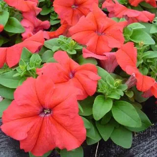 Compra PETUNIA LIMBO ROJA F1 Pildorada (1000 Semillas). en la tienda online Fito Agrícola