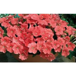 Compra PETUNIA PICOBELLA SALMON F1 Pildorada (1000 Semillas). en la tienda online Fito Agrícola