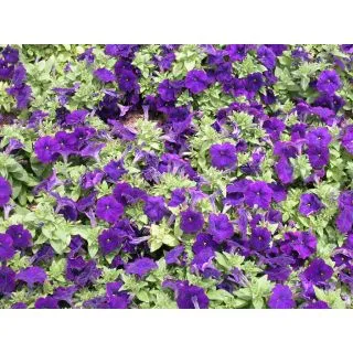 Compra PETUNIA NATRON AZUL F1 Pildorada (1000 Semillas). en la tienda online Fito Agrícola