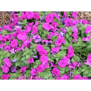 Compra PETUNIA NATRON PÚRPURA F1 Pildorada (1000 Semillas). en la tienda online Fito Agrícola