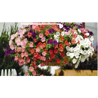 Compra PETUNIA EASY WAVE ® MIX F1 Pildorada (1000 Semillas). en la tienda online Fito Agrícola
