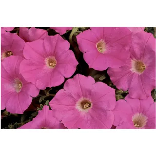 Compra PETUNIA EASY WAVE ® PINK F1 Pildorada (1000 Semillas). en la tienda online Fito Agrícola