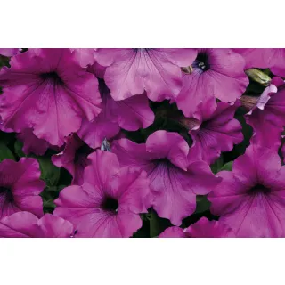Compra PETUNIA EASY WAVE ® VIOLET F1 Pildorada (1000 Semillas). en la tienda online Fito Agrícola