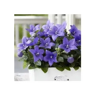 Compra CAMPANILLA CHINA ASTRA AZUL F1 (1000 Semillas). en la tienda online Fito Agrícola