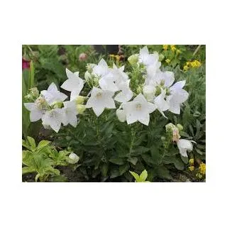 Compra CAMPANILLA CHINA ASTRA WHITE F1 (1000 Semillas). en la tienda online Fito Agrícola