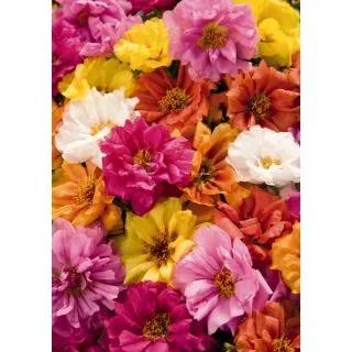 Compra PORTULACA (VERDOLAGA) DE FLOR SUNDIAL MIX F1 Pildorada (1000 Semillas). en la tienda online Fito Agrícola