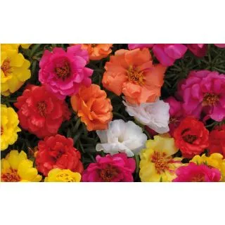 Compra PORTULACA (VERDOLAGA) DE FLOR HAPPY HOUR MIX F1 Pildorada (1000 Semillas). en la tienda online Fito Agrícola