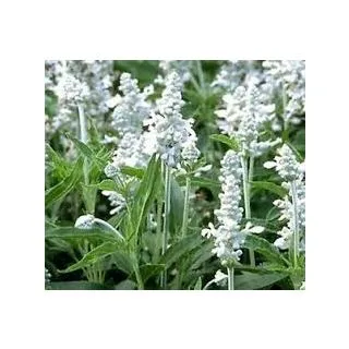 Compra SALVIA WHITE VICTORY (1.000 Semillas) en la tienda online Fito Agrícola