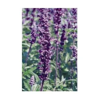 Compra SALVIA EVOLUTION ® (1.000 Semillas) en la tienda online Fito Agrícola