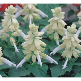 Compra SALVIA AMORE WHITE (1000 Semillas). en la tienda online Fito Agrícola