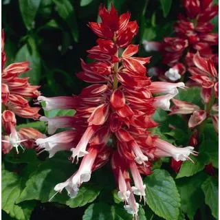 Compra SALVIA AMORE ROJA BICOLOR (1000 Semillas). en la tienda online Fito Agrícola