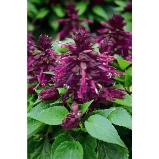 Compra SALVIA AMORE PURPLE (1000 Semillas). en la tienda online Fito Agrícola