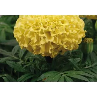 Compra TAGETE TAISHAN ® YELLOW F1 (1000 Semillas). en la tienda online Fito Agrícola